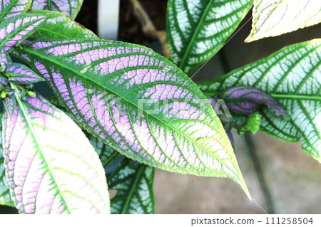 The leaves are beautiful! Perilepta dielliana 111258504