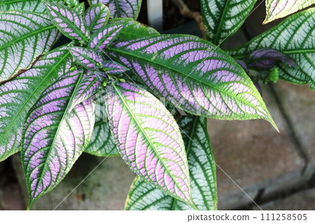 The leaves are beautiful! Perilepta dielliana The leaves are beautiful! Perilepta dielliana 111258505
