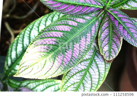 The leaves are beautiful! Perilepta dielliana The leaves are beautiful! Perilepta dielliana 111258506