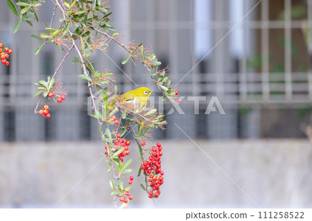 繡眼鳥、紅果南天竹和繡眼鳥 111258522