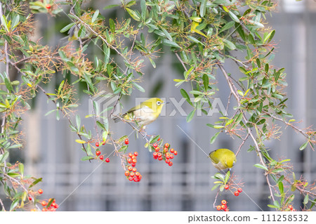 White-eye, red fruit nandina and white-eye White-eye, red fruit nandina and white-eye 111258532