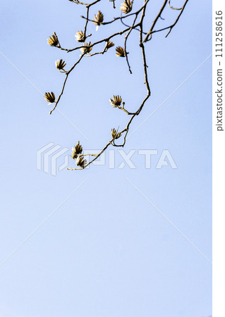 A lily tree whose outer fruit shell resembles a tulip flower. 111258616