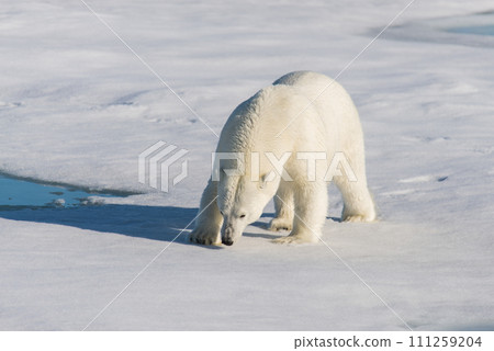 Polar bear on the pack ice 111259204