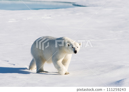 Polar bear on the pack ice Polar bear on the pack ice 111259243