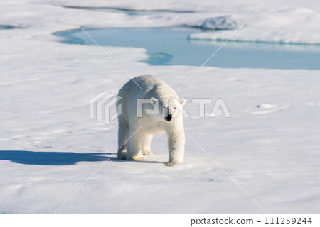 Polar bear on the pack ice Polar bear on the pack ice 111259244