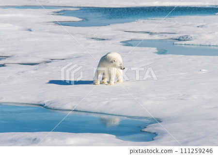Polar bear on the pack ice Polar bear on the pack ice 111259246