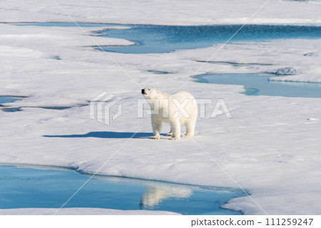 Polar bear on the pack ice Polar bear on the pack ice 111259247