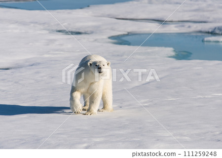 Polar bear on the pack ice Polar bear on the pack ice 111259248