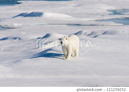 Polar bear on the pack ice Polar bear on the pack ice 111259252