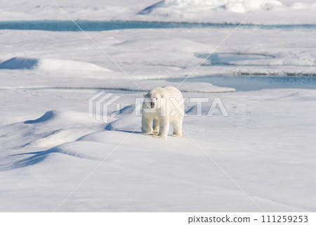 Polar bear on the pack ice Polar bear on the pack ice 111259253