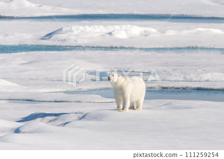 Polar bear on the pack ice 111259254