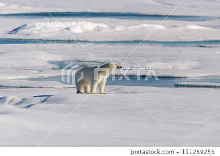 Polar bear on the pack ice 111259255