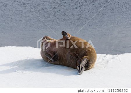 Walrus on ice 111259262