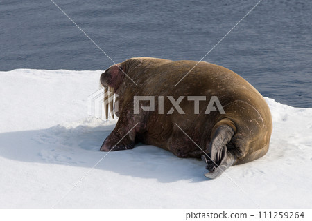 Walrus on ice Walrus on ice 111259264