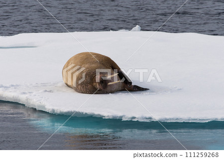 Walrus on ice Walrus on ice 111259268