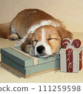 Dog sleeping with a present as a pillow AI generated material 111259598