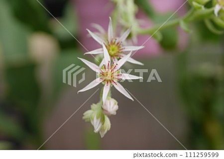 sempervivum flower 20220701 sempervivum flower 20220701 111259599