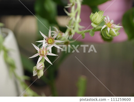 Sempervivium flower 20220702 Sempervivium flower 20220702 111259600