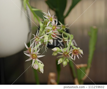 Sempervivum flower 20220703 Sempervivum flower 20220703 111259602