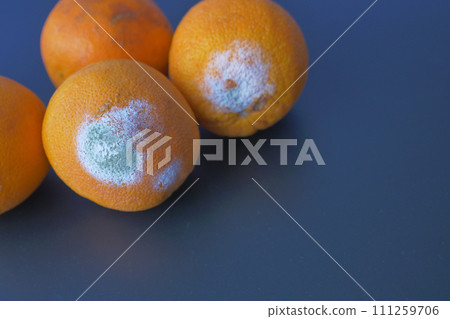Rotten orange. Moldy orange on color background Rotten orange. Moldy orange on color background 111259706