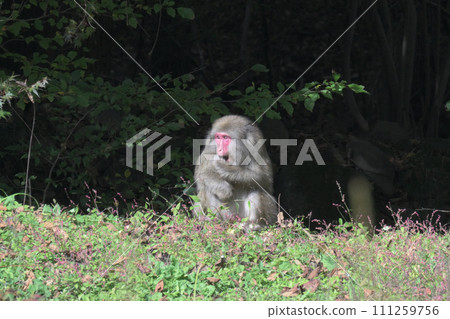 wild monkey wild monkey 111259756