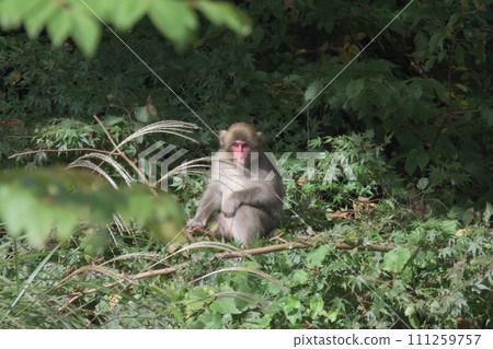 wild monkey wild monkey 111259757