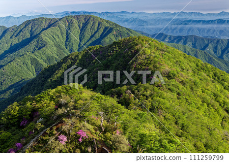 View of fresh greenery and azalea ridges and Mt. Omuro from Hidomaru in the Tanzawa Mountains 111259799
