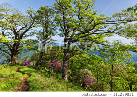 Azaleas and fresh greenery on the Nishi-Tanzawa/Hinodomaru ridgeline mountain trail 111259831