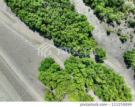 Green mangrove forest with morning sunlight. Mangrove ecosystem. Natural carbon sinks. Mangroves capture CO2 from the atmosphere. Blue carbon ecosystems. Mangroves absorb carbon dioxide emissions. 111259894