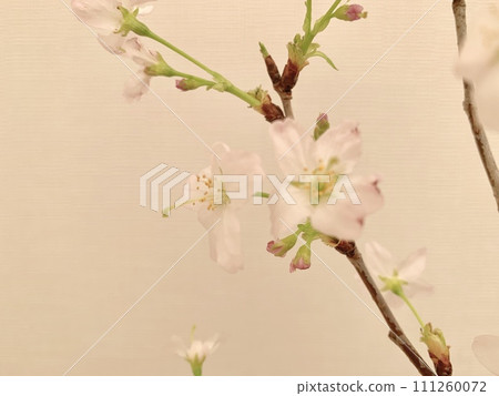 Stock Photo: Keio Sakura 111260072