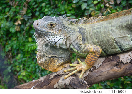 iguana close-up iguana close-up 111260081