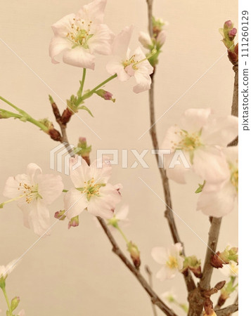 Stock Photo: Keio Sakura 111260129