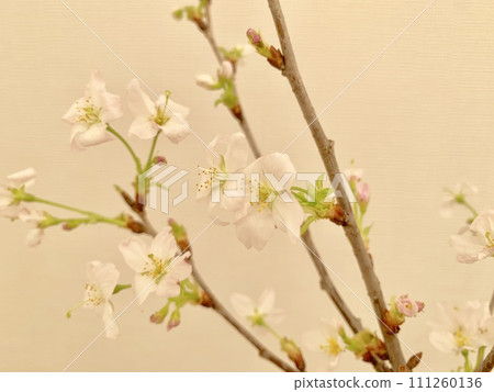 Stock Photo: Keio Sakura Stock Photo: Keio Sakura 111260136