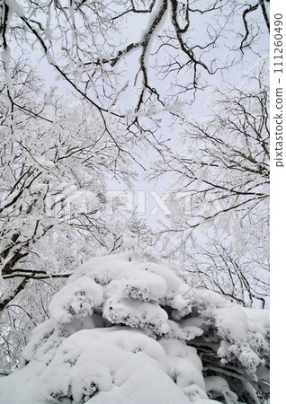 伊巴山山毛櫸森林雪景、紅豆杉怪、白霜、霧凇 111260490