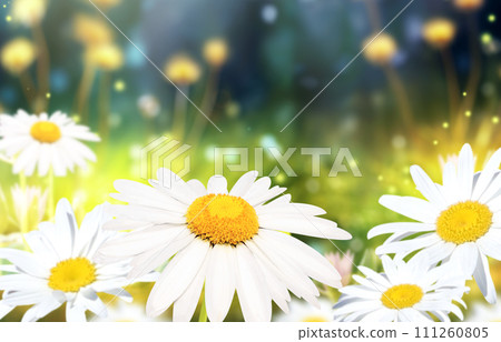Wild flowers of chamomile in a meadow on sunny nature spring background. Summer scene with camomile flower in rays of sunlight. Close-up or macro 111260805
