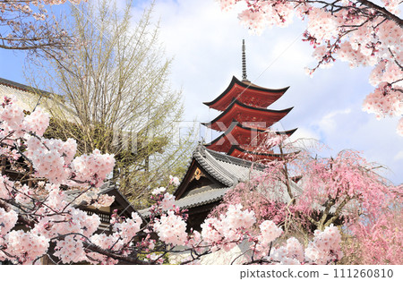 Goju-no-to pagoda (Five storied pagoda), Itsukushima shrine. Sakura blossom season in Miyajima island, Hiroshima, Japan. Traditional japanese hanami festival. Spring cherry blossoming season in Asia 111260810