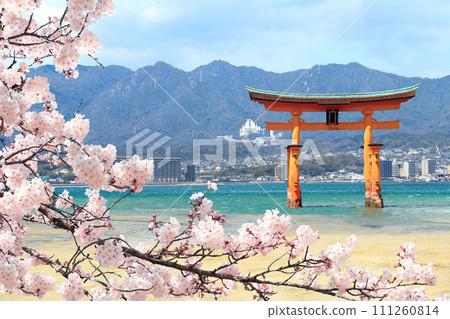 Branch of the blooming sakura with white flower and Torii gate, Itsukushima Shrine, Miyajima island, Hiroshima, Japan. Spring sakura blossoming season in Japan Branch of the blooming sakura with white flower and Torii gate, Itsukushima Shrine, Miyajima island, Hiroshima, Japan. Spring sakura blossoming season in Japan 111260814