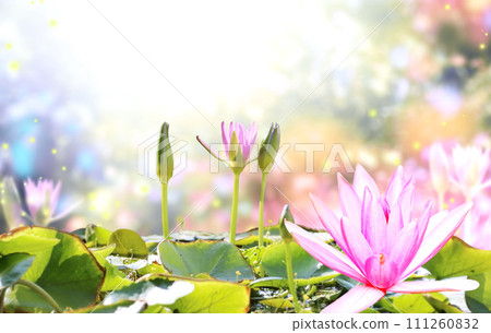 Horizontal banner with blossoming lotus flower on sunny nature spring background. Summer scene with lily flower in rays of sunlight. Close-up or macro. A picturesque colorful photo with a soft focus Horizontal banner with blossoming lotus flower on sunny nature spring background. Summer scene with lily flower in rays of sunlight. Close-up or macro. A picturesque colorful photo with a soft focus 111260832