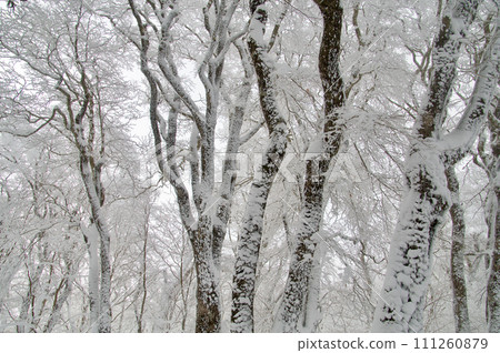 Mt. Hiba Goryo snow scene, giant beech tree, snow cover, hoarfrost Mt. Hiba Goryo snow scene, giant beech tree, snow cover, hoarfrost 111260879