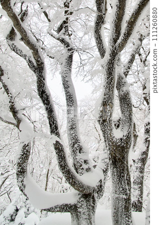 Mt. Hiba Goryo snow scene, giant beech tree, snow cover, hoarfrost Mt. Hiba Goryo snow scene, giant beech tree, snow cover, hoarfrost 111260880