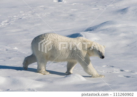 Polar bear on the pack ice Polar bear on the pack ice 111260902