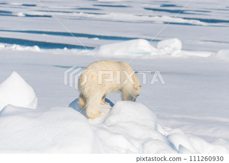 Polar bear on the pack ice 111260930