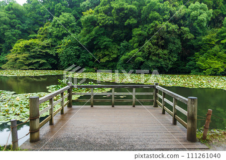 初夏的東京,明治神宮御苑,釣魚攤 初夏的東京,明治神宮御苑,釣魚攤 111261040