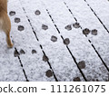 Shiba Inu footprints in the snow 111261075