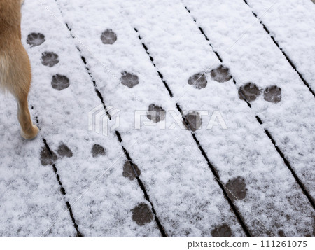 雪中柴犬的腳印 雪中柴犬的腳印 111261075