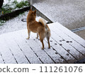 Scenery with a Shiba Inu in the snow 111261076