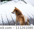 Scenery with a Shiba Inu in the snow 111261080