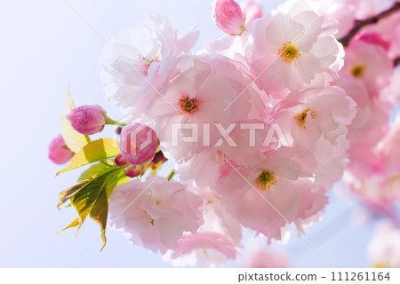 Yaezakura花和芽 111261164