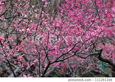 知多市薩布里池紅梅盛開 111261166
