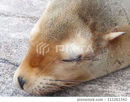 Sea lions to take a nap 111261342